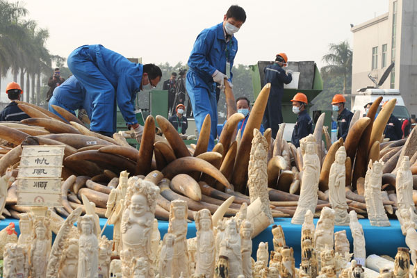Illegal ivory stash destroyed