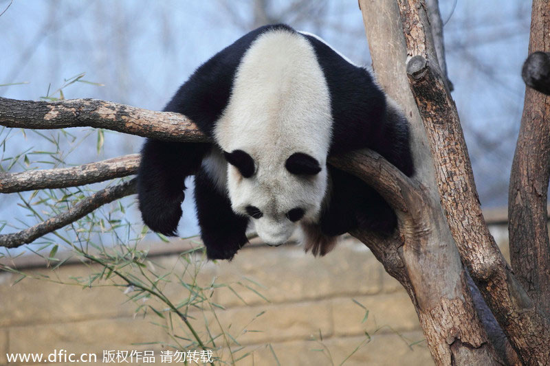 Giant panda in Hangzhou draws visitors