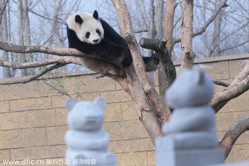 Giant panda in Hangzhou draws visitors