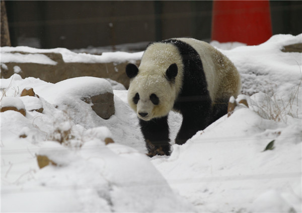 Death of panda leaves many questions unanswered