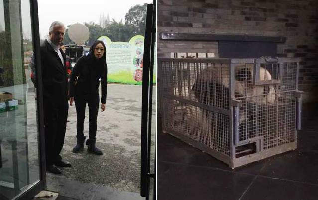 China's panda pair leave for Belgium