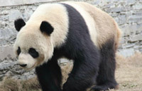 Fanfare surrounds pandas' arrival