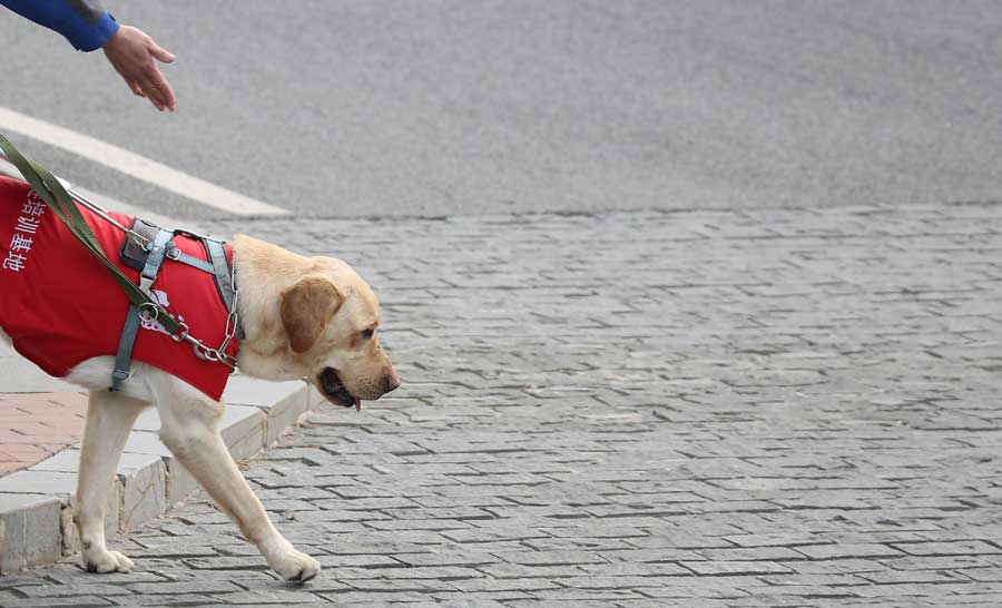 Guide dogs trained in NE China