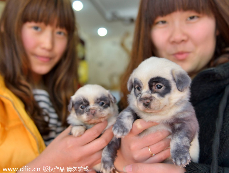 Puppies with identity crisis born in E China
