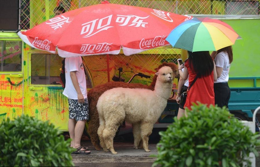 Alpacas attract Beijingers to World Cup