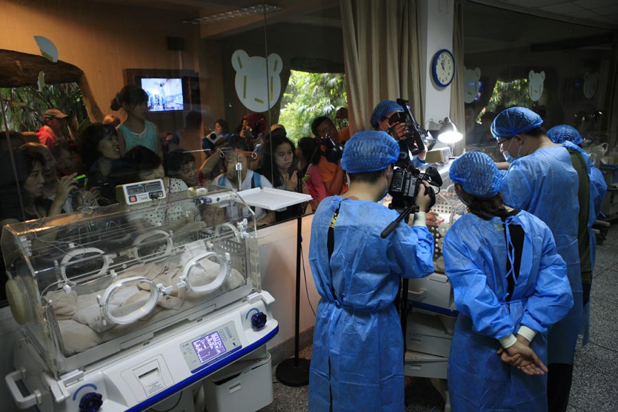 Giant panda delivers twin cubs in Chengdu