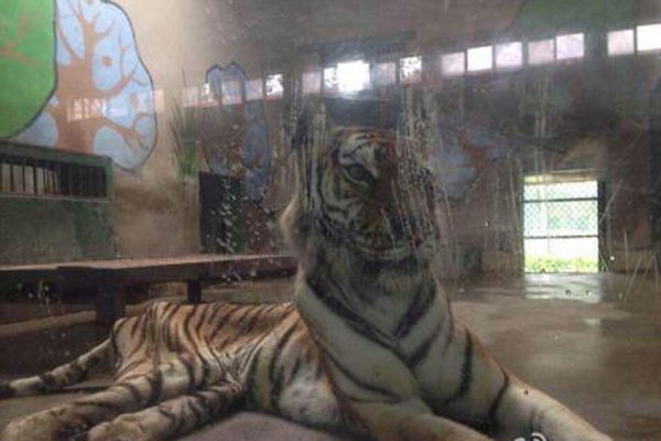 Scrawny tiger at Tianjin zoo arouses concerns