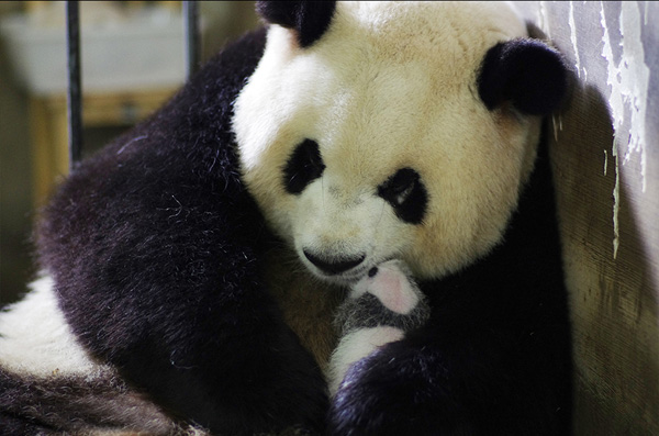 No bun in the oven for panda that loves extra buns