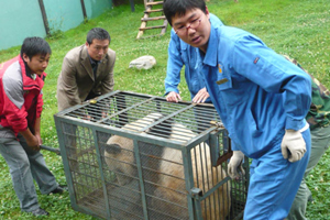 Bear bites off boy's arm at China zoo