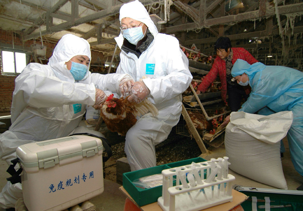 Possibility of H7N9 mass outbreak small, expert says