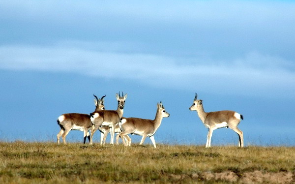 tibetan antelopes at the kekexili nature reserve.