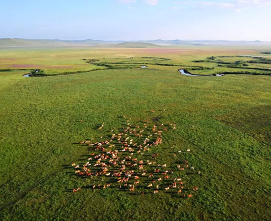 A glimpse of grassland protection in Inner Mongolia