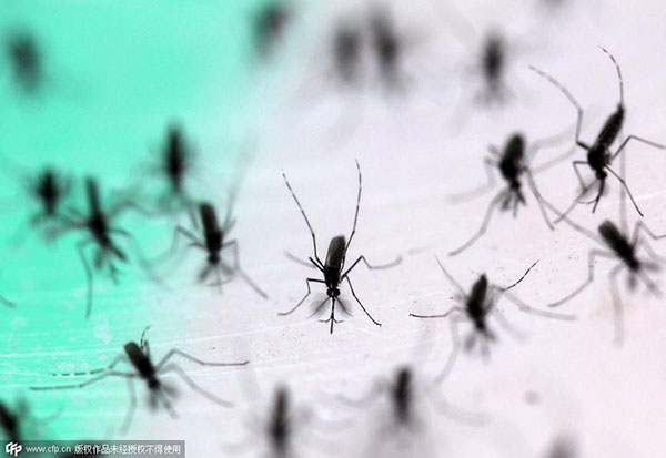 Mosquitoes released in fight against dengue fever