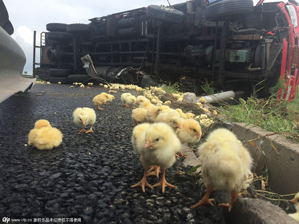 Looters seize chicks spilled on road