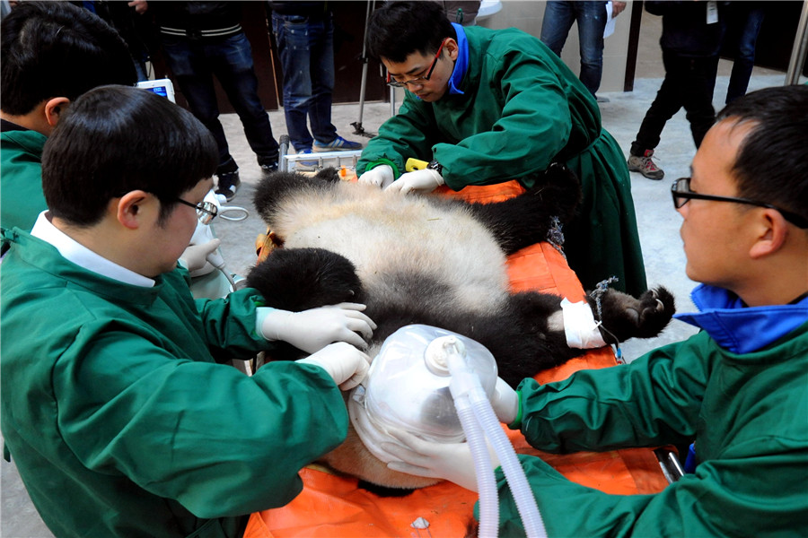 Fifth panda released into the wild in Sichuan