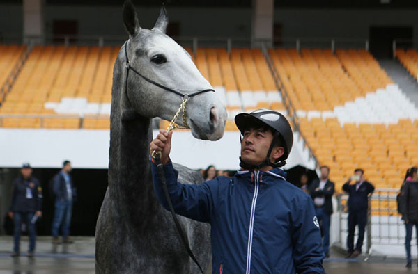 Horses famous for speed and endurance to take part in Guangzhou event