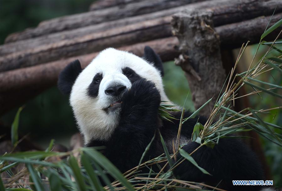 Number of giant pandas in China reaches 422