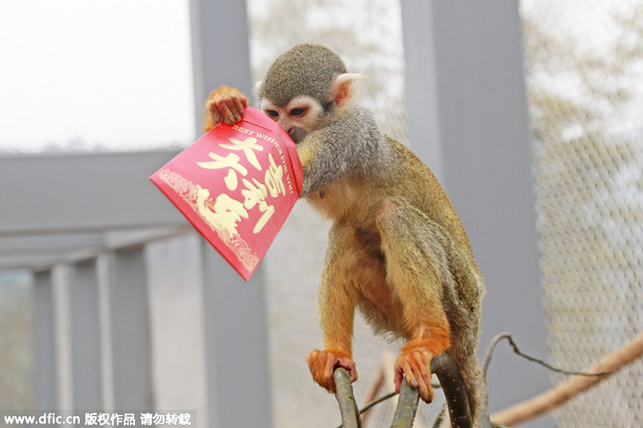 Monkeys scramble for red envelope at Chongqing zoo