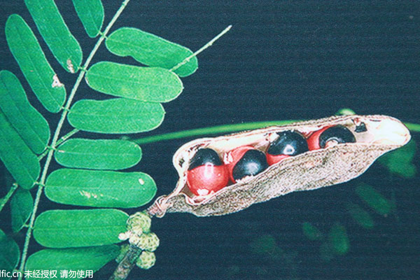 Toxic seeds seized at Guangzhou airport