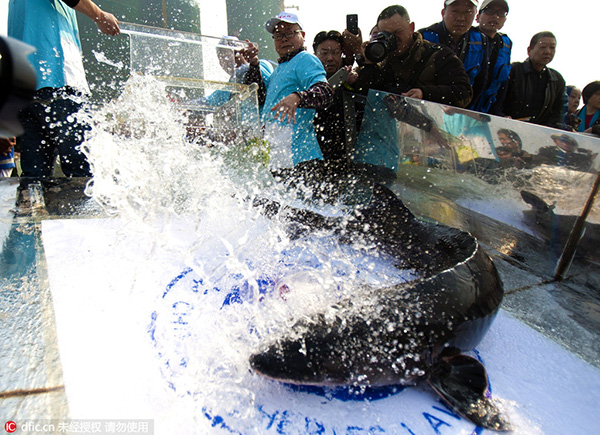 10,000 fish released into Yangtze River