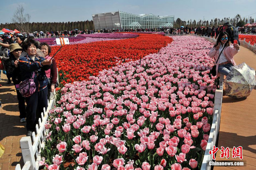 600,000 tulips bloom in Kunming