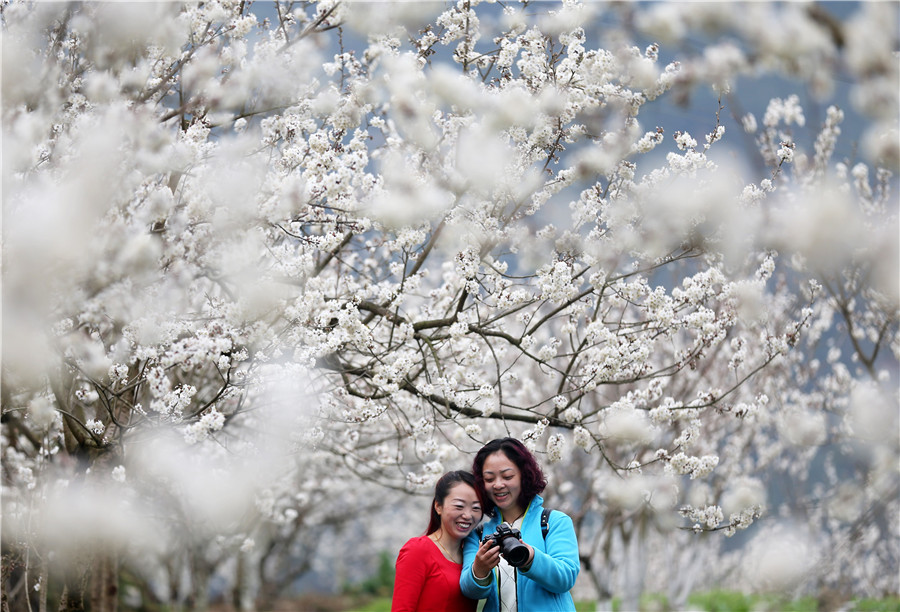 Cherry blossom signal arrival of spring