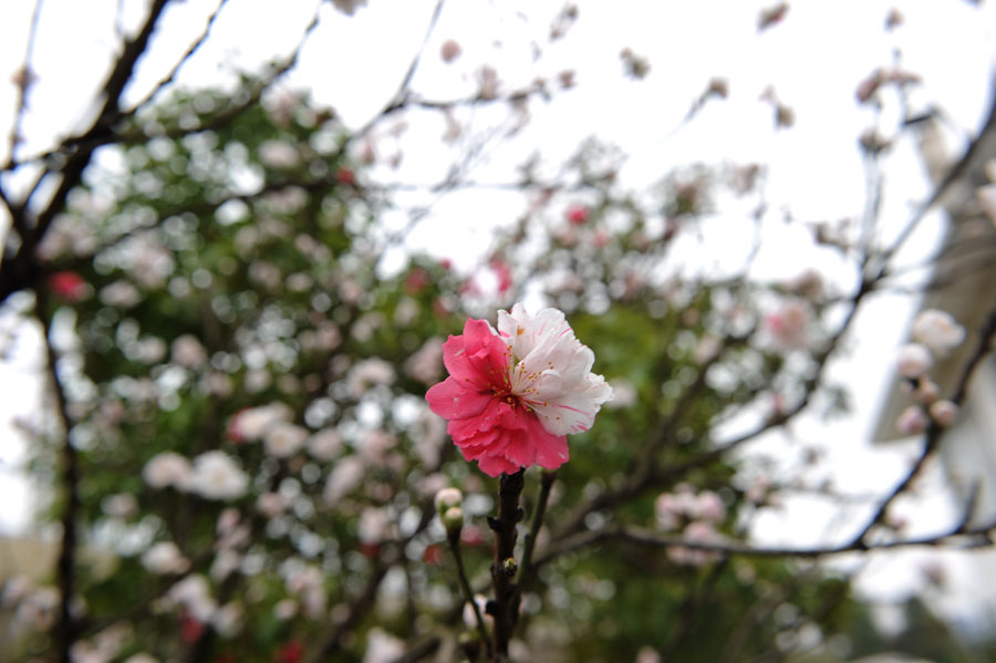 Chasing Spring blossoms in China