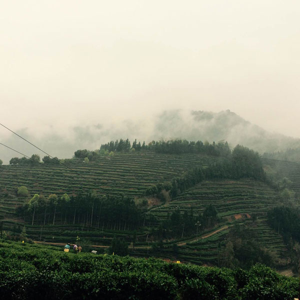 Two kinds of teas in Southeast China won international acknowledgment