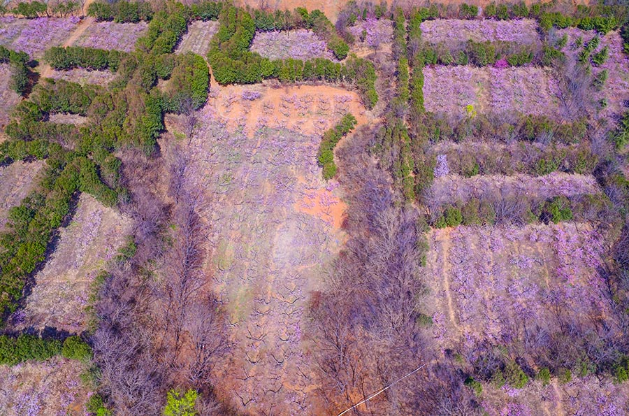 Discover beautiful China in spring blossom (V)