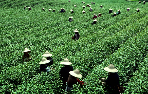 Online sales effort highlights tea's growing popularity