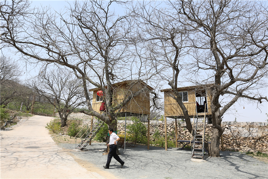 Dine in a tree: Shandong's ecotourism attraction