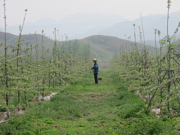 Plantations lift villages out of poverty in Hebei