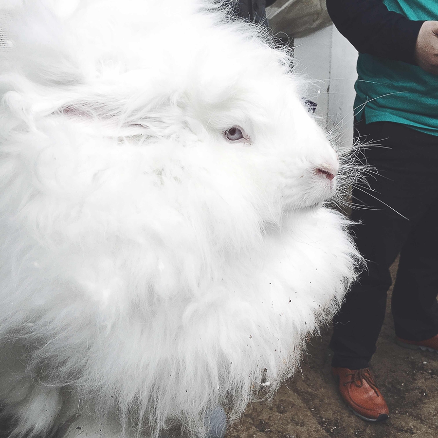 Furry angora rabbits bring rural county out of poverty