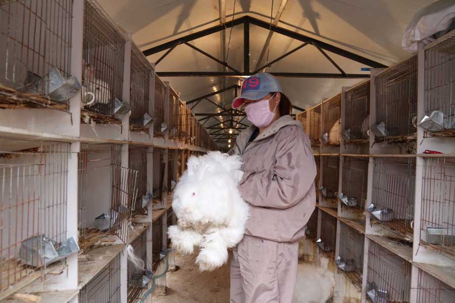 Furry angora rabbits bring rural county out of poverty
