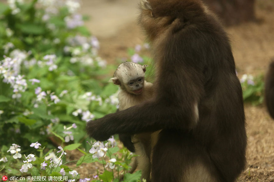 Rare snub-nosed monkeys at Beijing Zoo