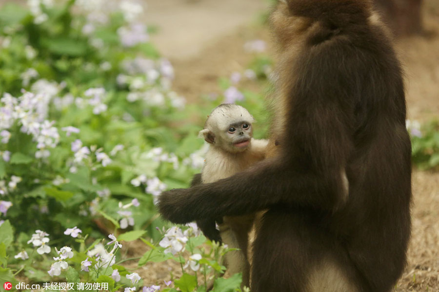 Rare snub-nosed monkeys at Beijing Zoo