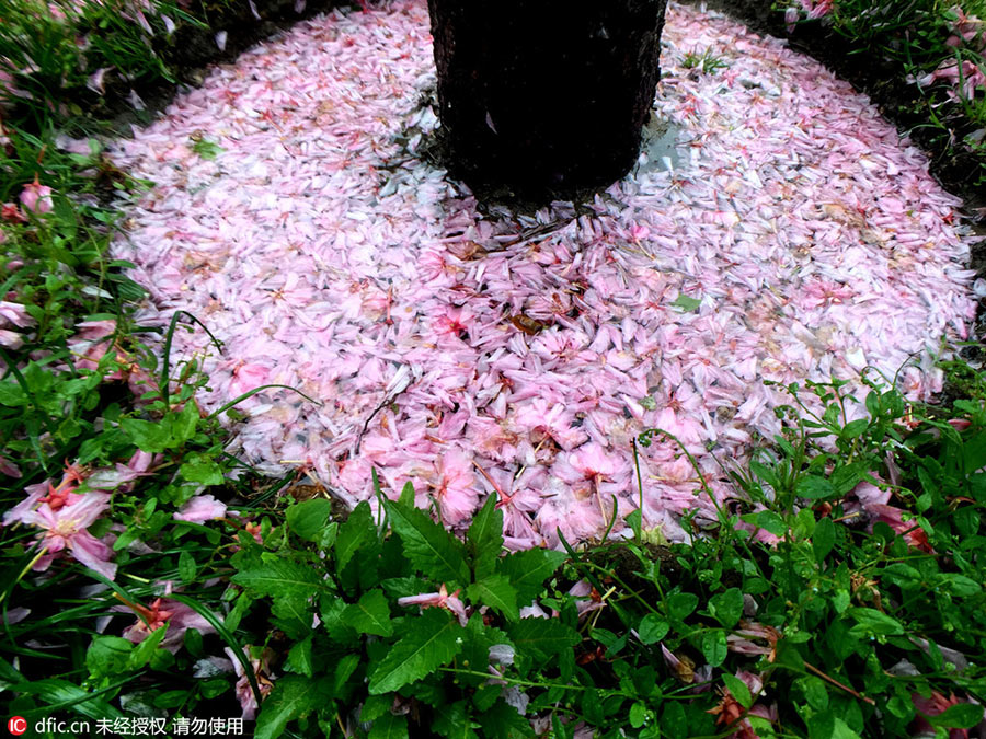 Storm's aftermath is a pink petal paradise