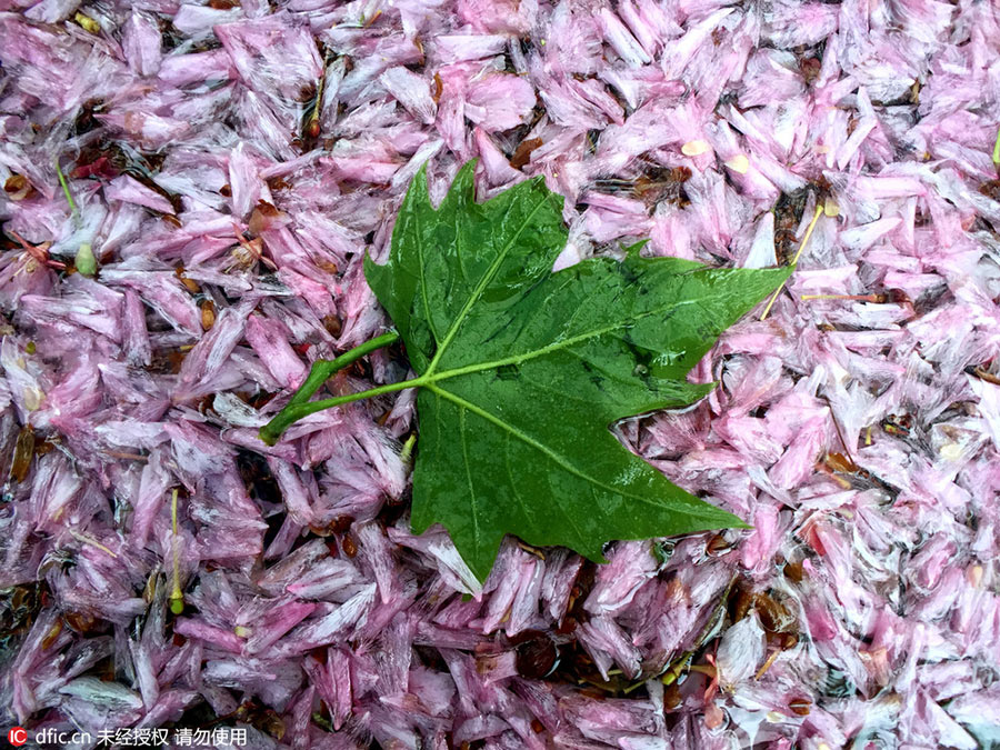 Storm's aftermath is a pink petal paradise