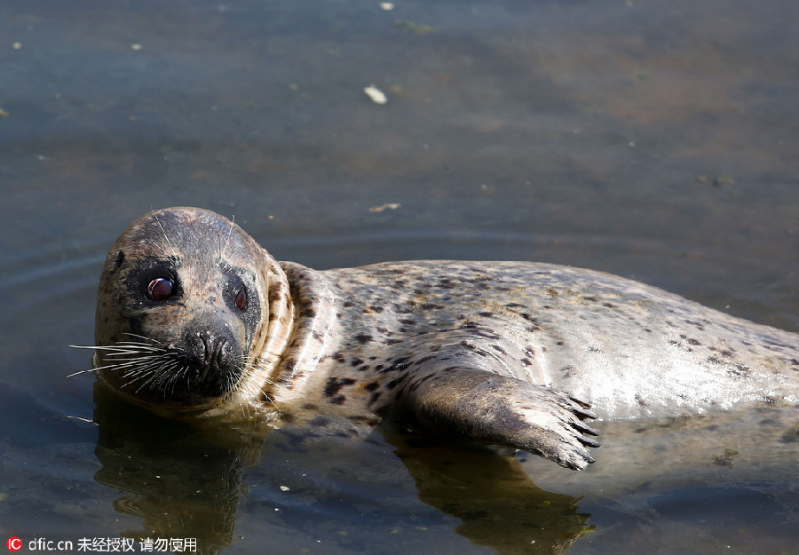 Wounded wild seal spotted at seaside in E China