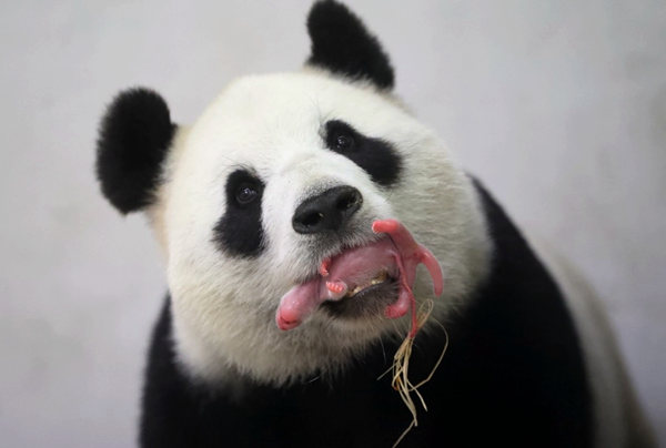 Giant pandas still endangered, expert says