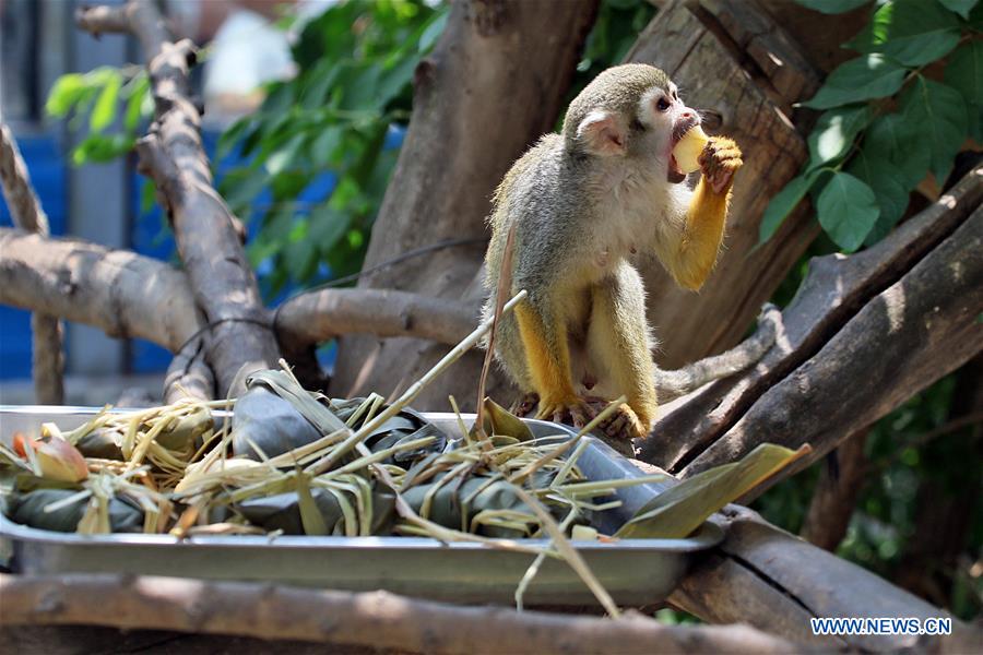 Special Zongzi made for animals to mark Duanwu Festival in Yantai Zoo