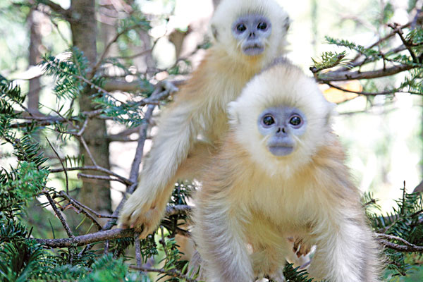 The golden creatures of Shennongjia