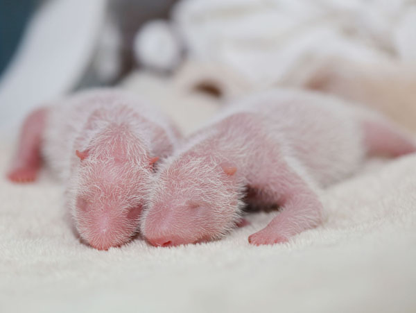 Panda center welcomes twin cubs in SW China