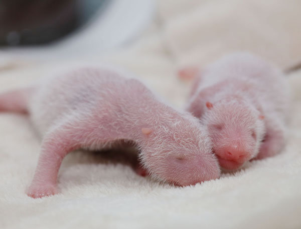 Twin giant pandas born in Sichuan