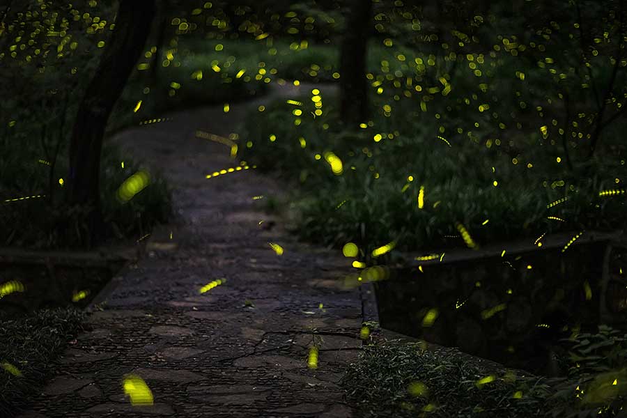 Nanjing's Linggu temple offers best view of fireflies