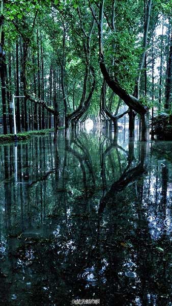 University campus turns into stunning 'wonderland' after rainstorm