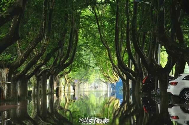 University campus turns into stunning 'wonderland' after rainstorm