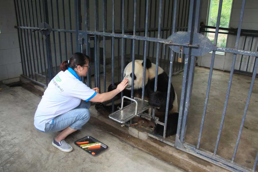 Two giant pandas meet public in NE China