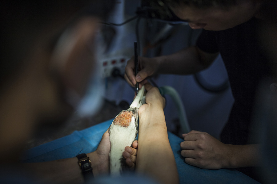 3D-printing helps red-crowned crane get new beak