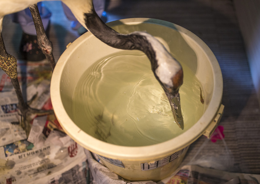 3D-printing helps red-crowned crane get new beak